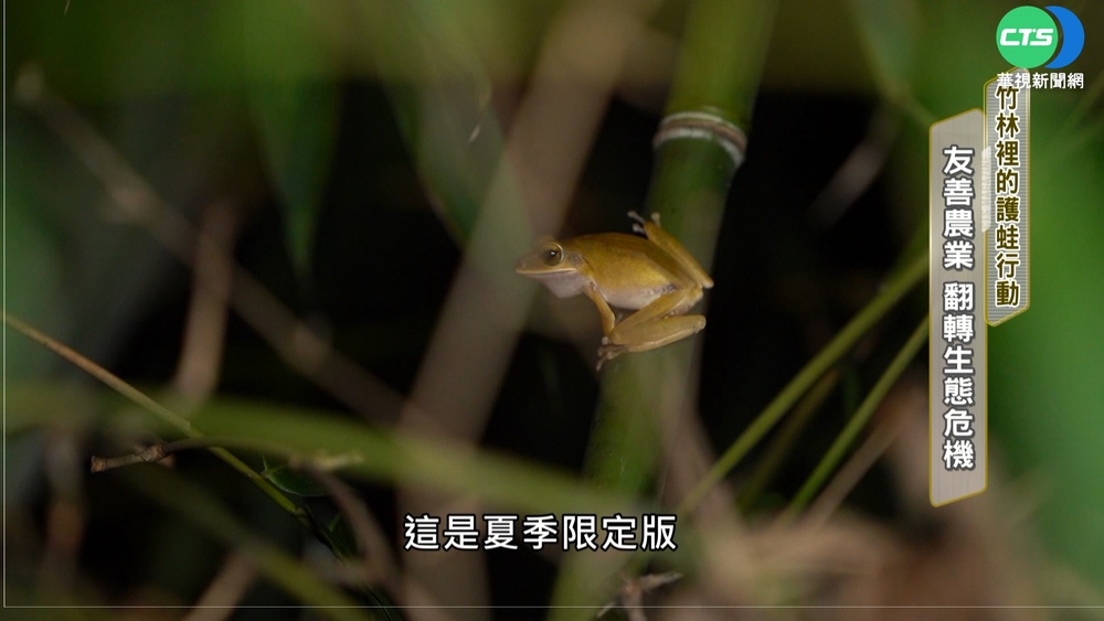 竹林裡的護蛙行動 友善農業翻轉生態危機