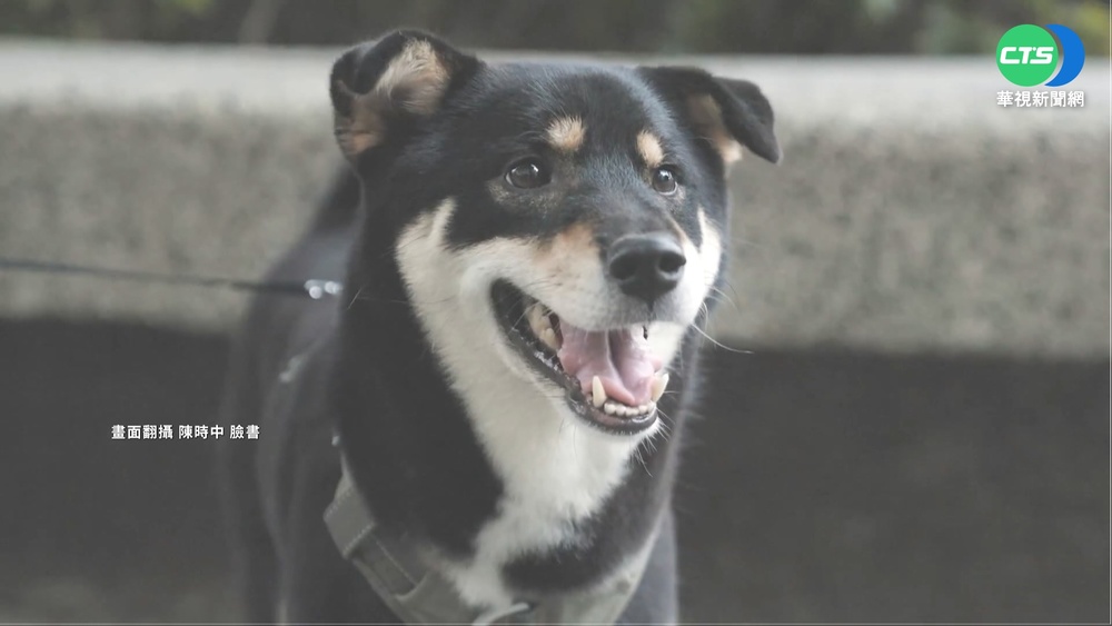 搶打萌寵牌! 陳時中愛犬"沿八"當發言人