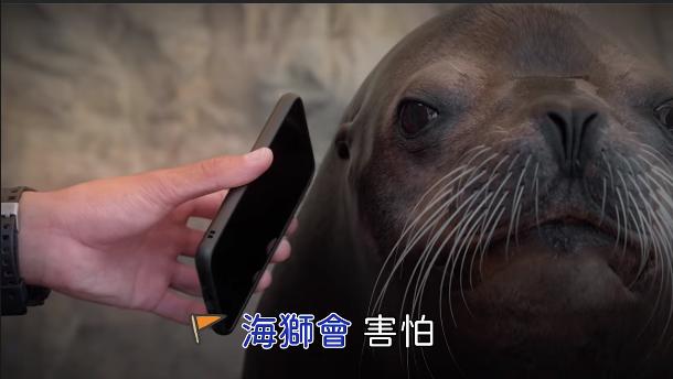 海獅會害怕！韋禮安演唱會最想邀請的嘉賓是「牠」