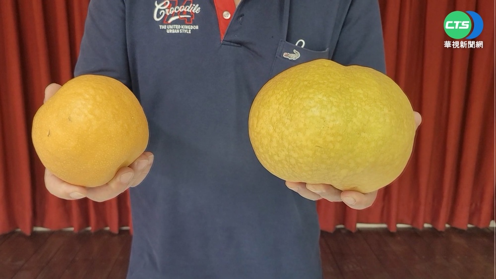 本土梨穗免進口 "比臉大"甘露梨5台斤重