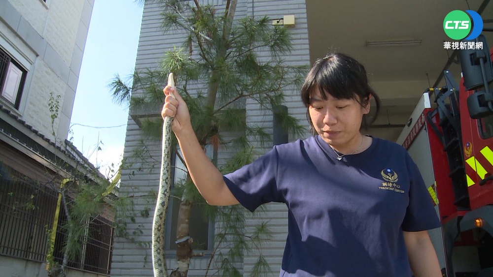 超勇女消防員 抓1.7公尺錦蛇 徒手拎回隊上