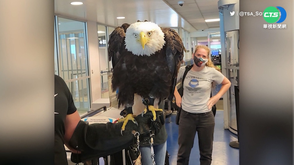 今天不想自己飛! "白頭海鵰"搭機排隊等安檢