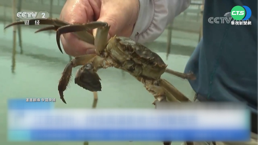 中國高溫飆破40度 大閘蟹體型縮水減產3成