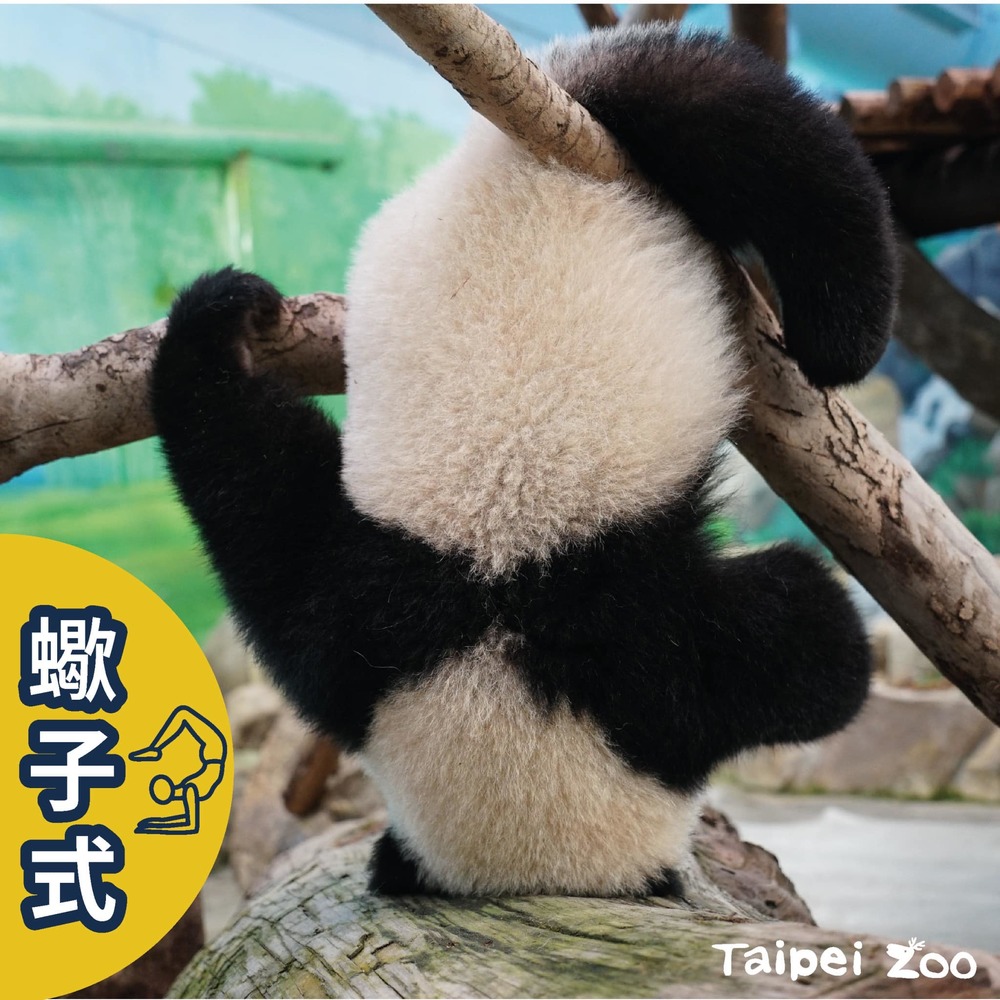「蠍子式」圓寶 / 圖片來源 台北市立動物園