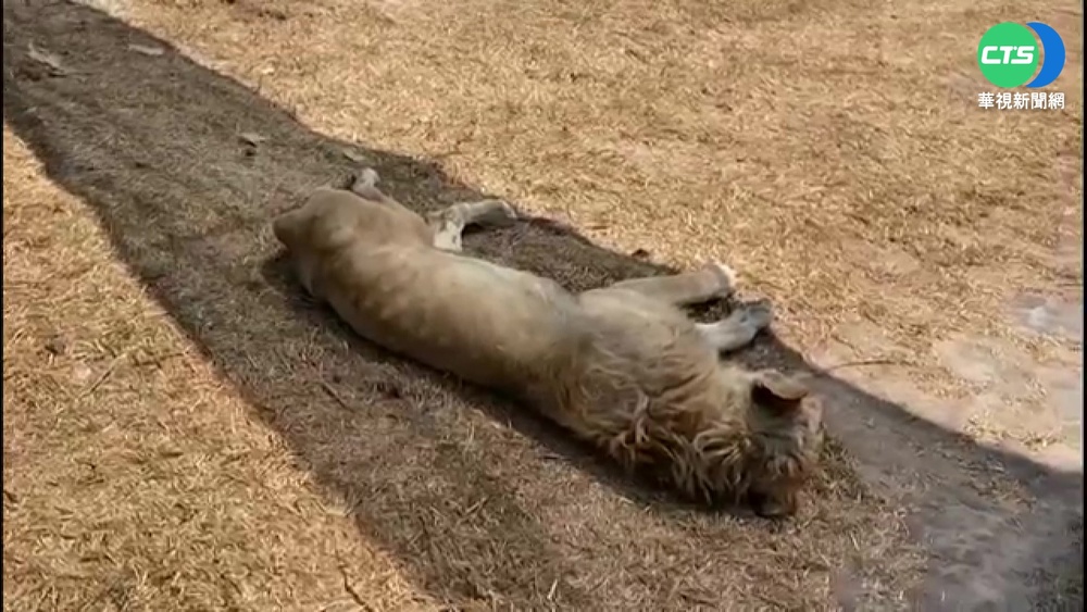 墨西哥動物天堂變地獄?! 獅子餓昏自咬尾巴