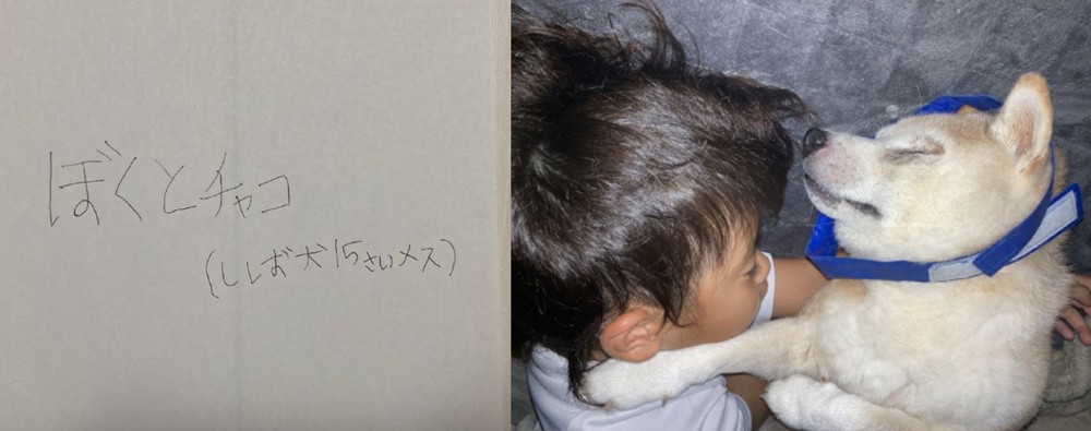 「為什麼這麼可愛？」小二生暑假作業研究柴犬 惹哭網友