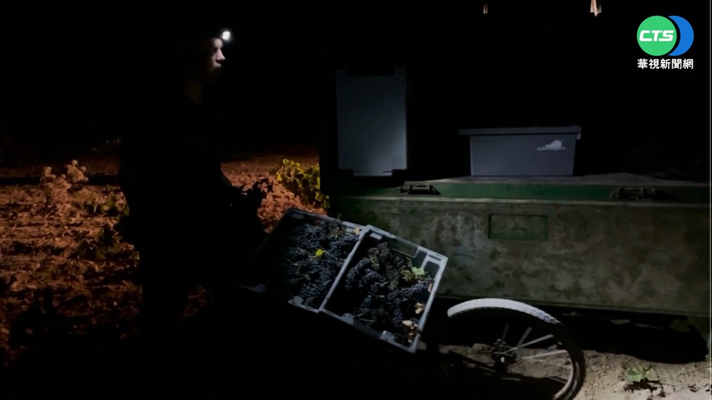 西班牙高溫乾旱 葡農夜間採收品質更佳