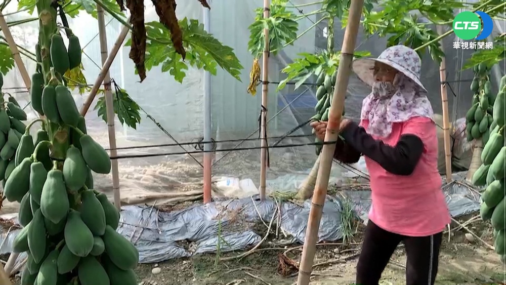 防強颱襲! 雲林果農固定木瓜樹幹.網室
