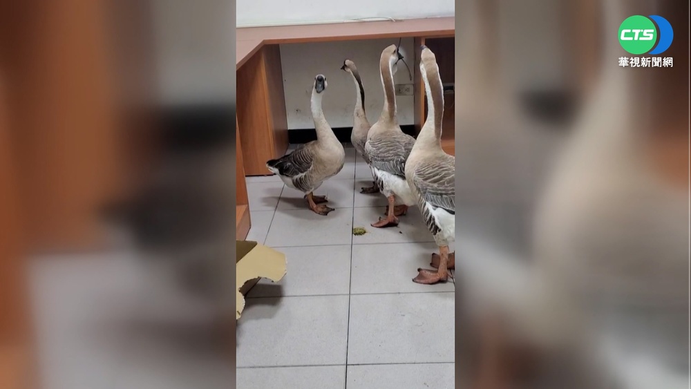 高雄鳳山四鵝逛大街 遭警"帶回拘留"