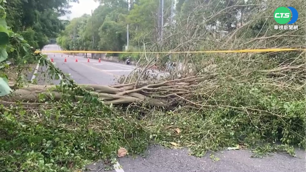 強風襲!彰化路樹接連被吹斷倒地 險壓路人