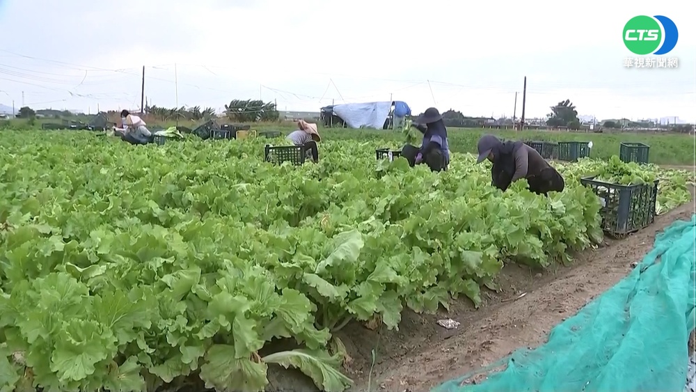 憂颱風釀災損! 農民木棍固定.搶收蔬果