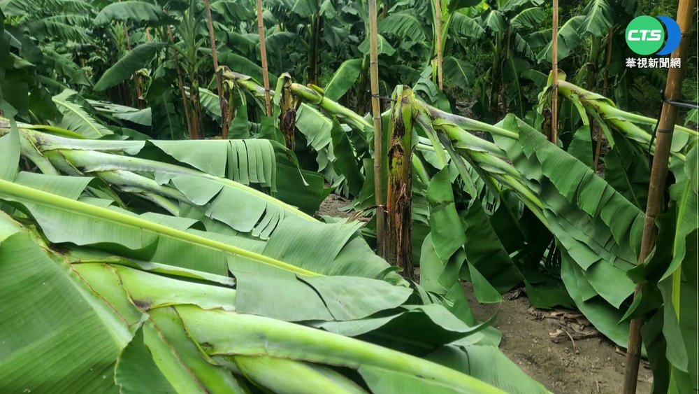 台東颳強風!百棵香蕉遭吹斷 果農血本無歸