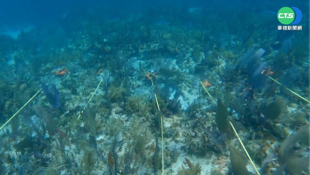守護海岸線 科學家啟動"搶救珊瑚礁大作戰"
