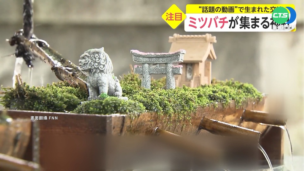 日本茨城縣神社 夏季專為蜜蜂設"飲水區"