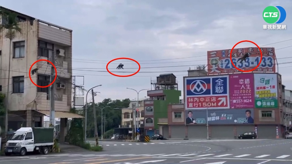 爬電線"耍特技" 猴群大搖大擺入侵市區