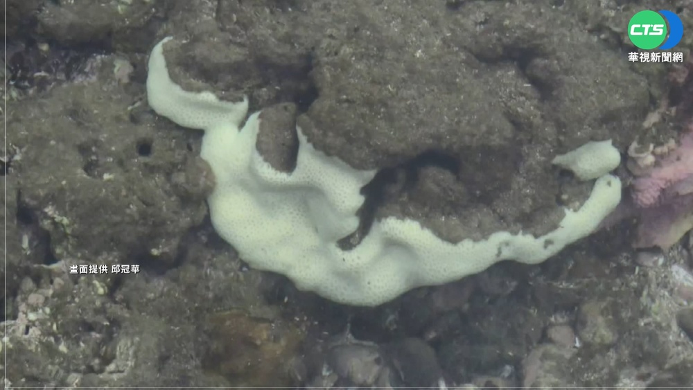 杉原灣珊瑚白化 專家:沒颱風.海水溫高