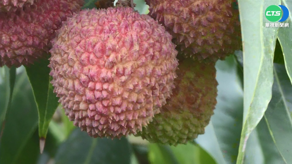 中秋吃不停小心變「行走滿月」！營養師曝消水腫妙招