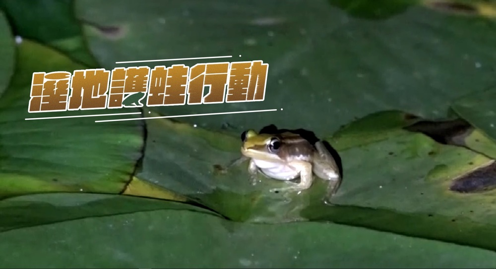 瀕危 台北赤蛙生存戰｜溼地護蛙行動｜華視新聞雜誌