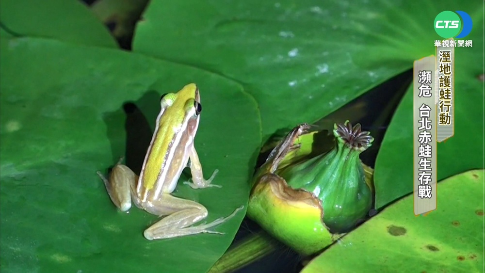 台北赤蛙生存戰! 棲地再造行動刻不容緩