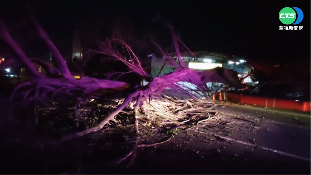 褐根病惹禍! 50年大榕樹深夜倒塌壓傷2人