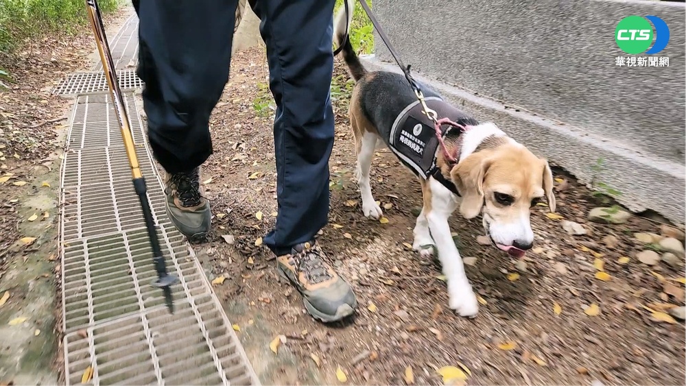 米格魯變身樹醫師 嗅出樹木"褐根病"