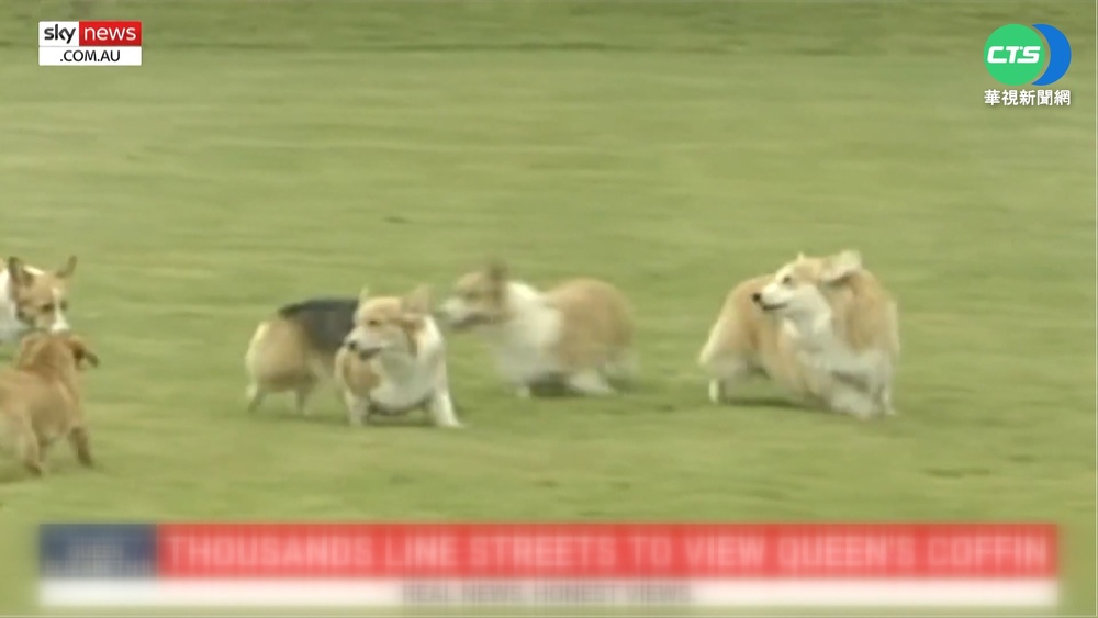 女王的2隻柯基愛犬 安德魯王子接手照顧