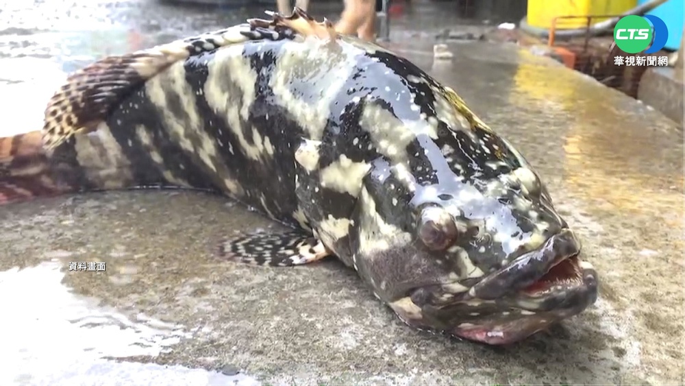營養午餐"班班吃石斑" 最快9月底上路