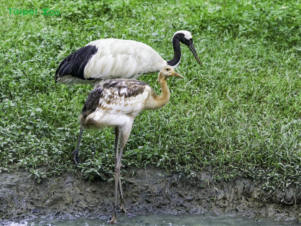 「哩鶴」！繁殖11年才成功 丹頂鶴寶寶名字曝光