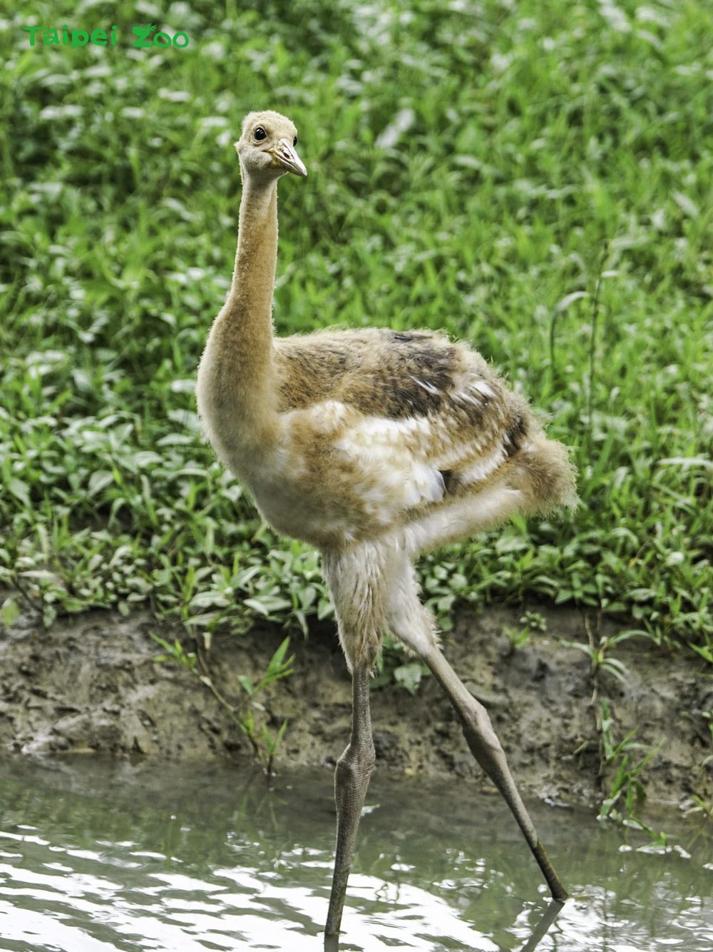 丹頂鶴寶寶「哩鶴」／台北動物園提供