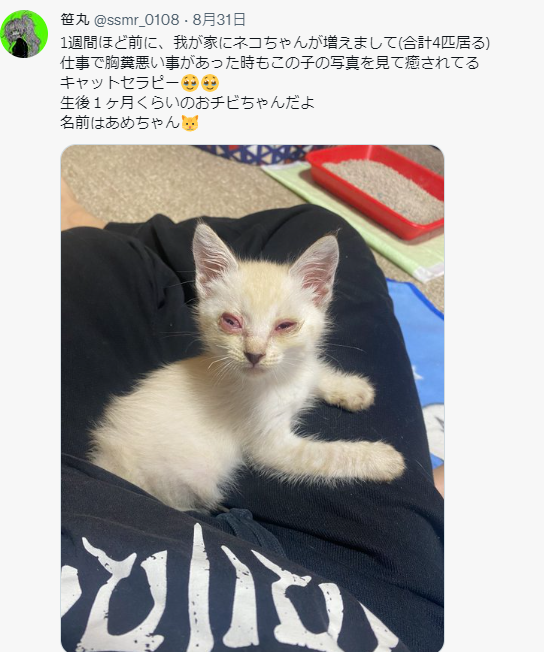 逐漸恢復的小雨 /翻攝自 「笹丸」 推特