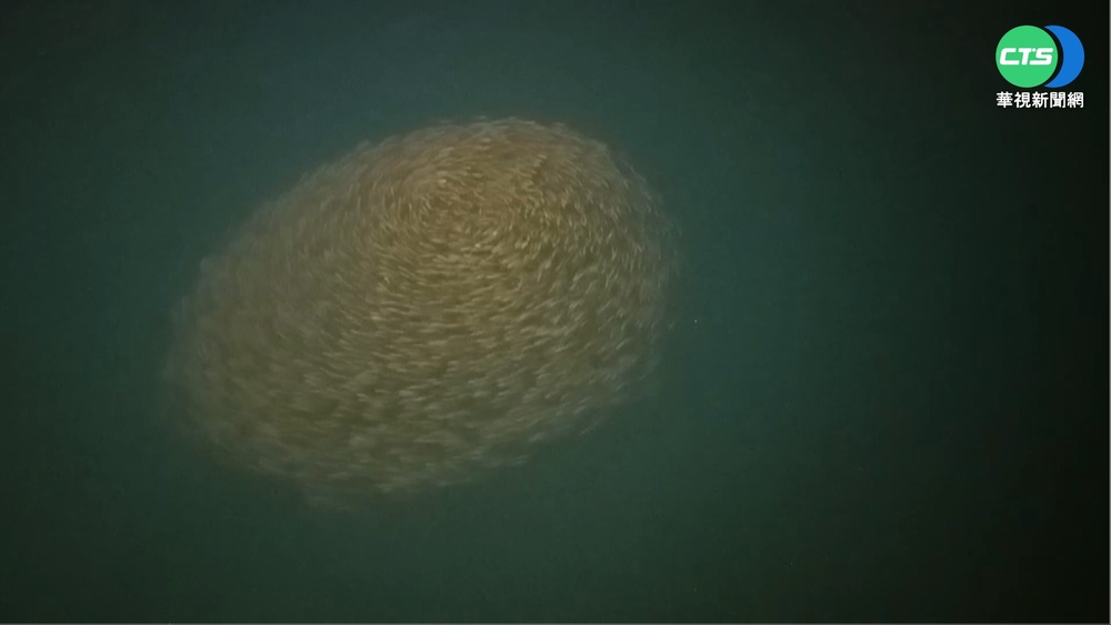 二崁碼頭象魚聚集 海中形成"千魚龍捲風"