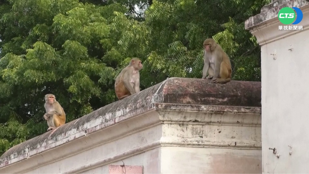 猴出沒注意! "泰姬瑪哈陵"遊客被咬傷