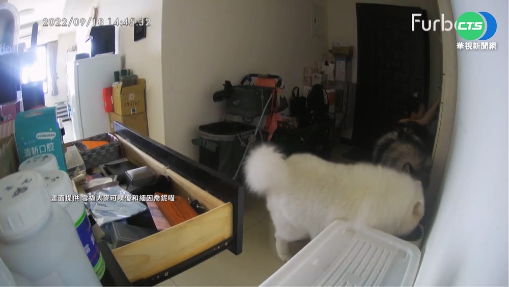 地震來襲! 狗狗狂嗑飼料 獼猴四處逃竄