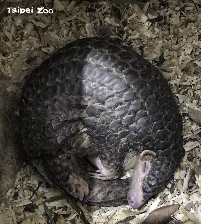 穿山甲寶寶獲救平安長大 入住北市動物園台灣區代言保育