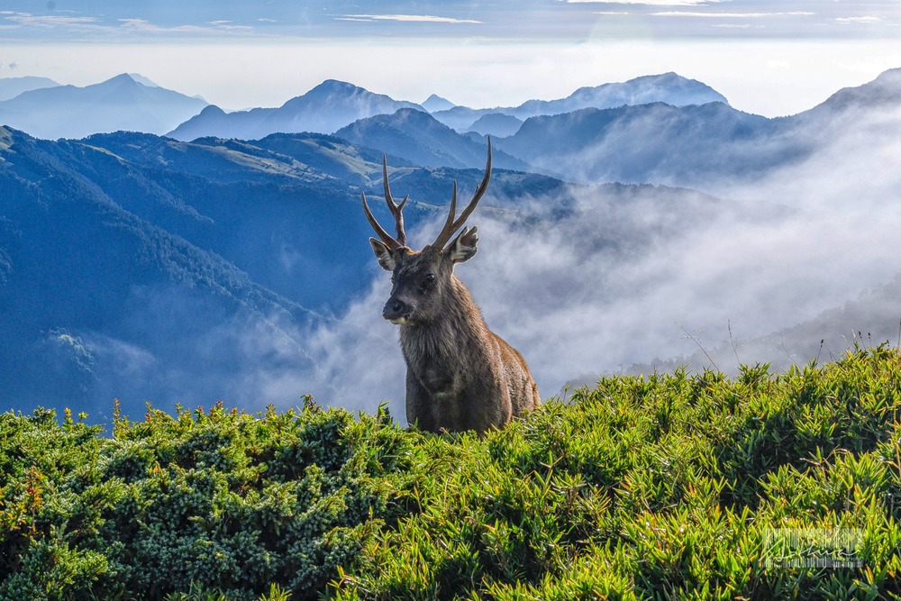 他拍到「奇萊山神獸」畫面超仙! 水鹿現蹤宛如《魔法公主》