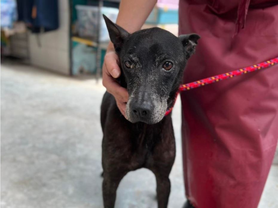 愛犬走失近五年 他接通知秒領回 淚喊：不知道受多少苦