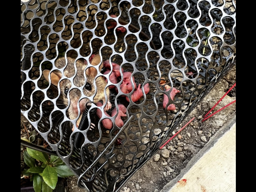 抓到「米奇」！細看十幾顆「雞佛」 他嚇壞