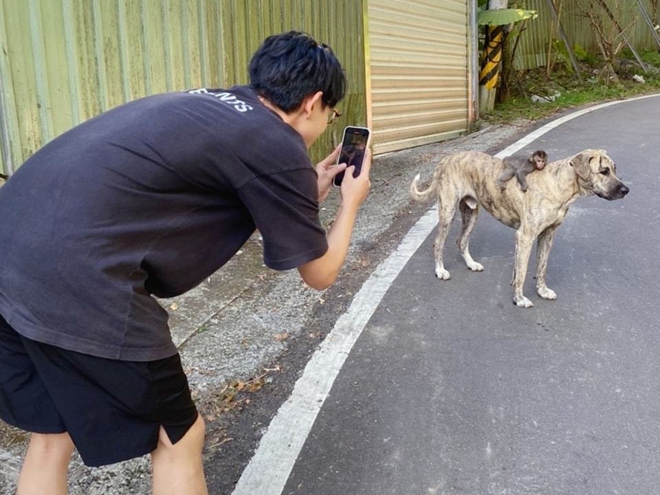超有愛！獼猴依偎狗狗背上 可愛模樣惹人憐
