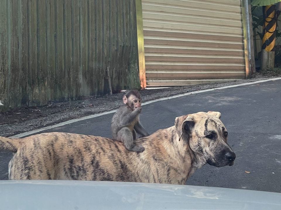 圖 | 翻攝自連晨翔 Simon 臉書