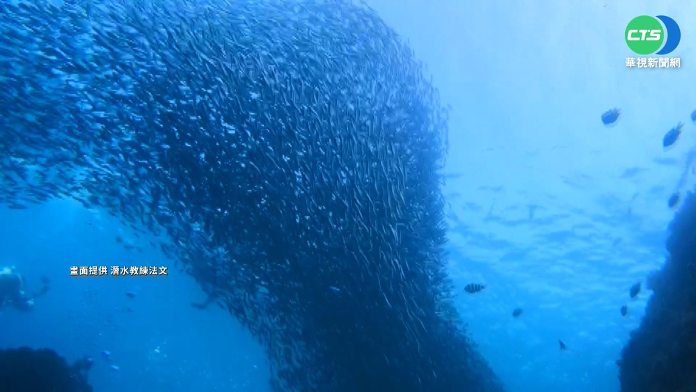 壯觀!墾丁絕美"魚群風暴" 吸潛客爭睹