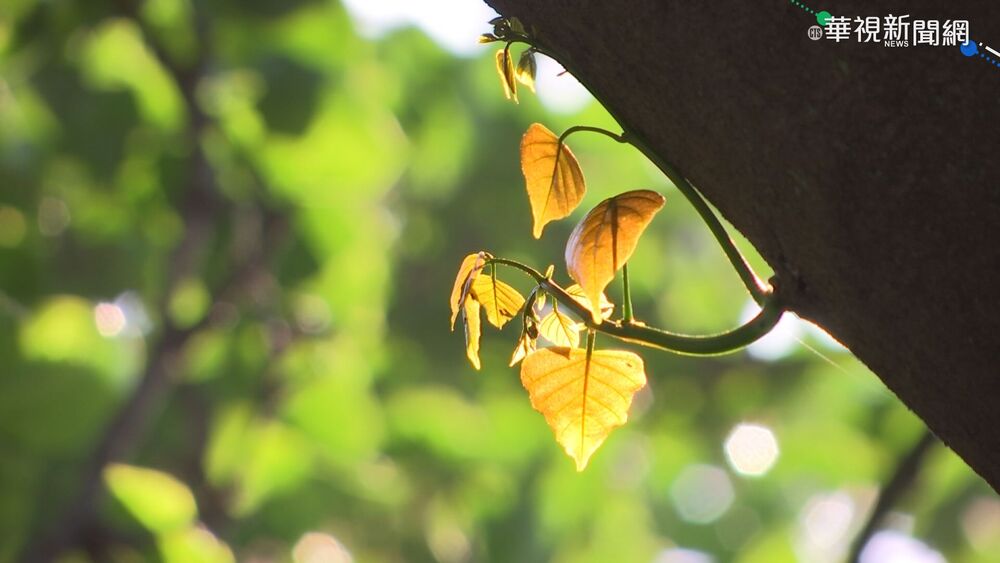 秋老虎來了！白天高溫上看31度 日夜溫差達10度