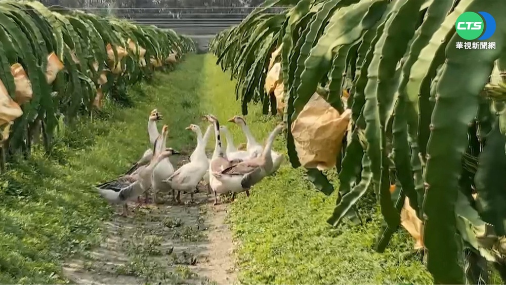 "紅面賊"出沒! 土鵝偷吃火龍果沒擦嘴