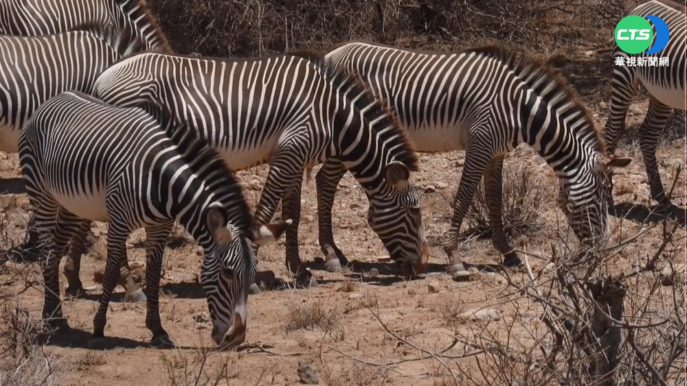非洲之角極端乾旱 瀕危細紋斑馬生死考驗