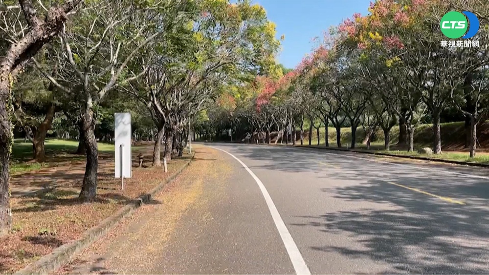 暨南大學欒樹開花結果 校園增添一抹浪漫