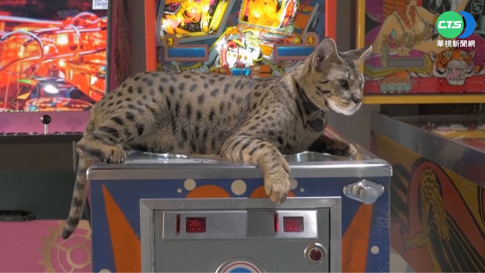 金氏紀錄更新! 最高喵星人.英女超狂舉重深蹲