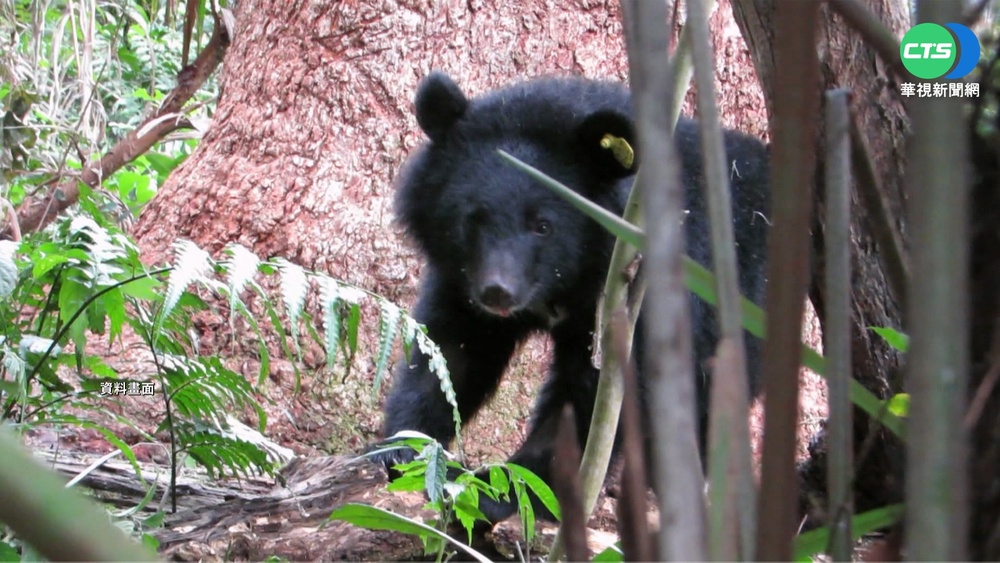 野放後消失兩年半! 台東"廣原小熊"現蹤