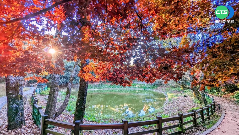 福壽山.武陵農場 黃綠楓葉漸層染紅秋景絕美