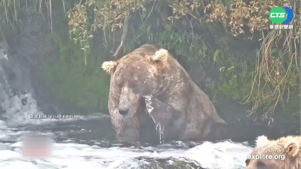 美國阿拉斯加"肥熊大賽" 冬眠熊熊比誰最胖