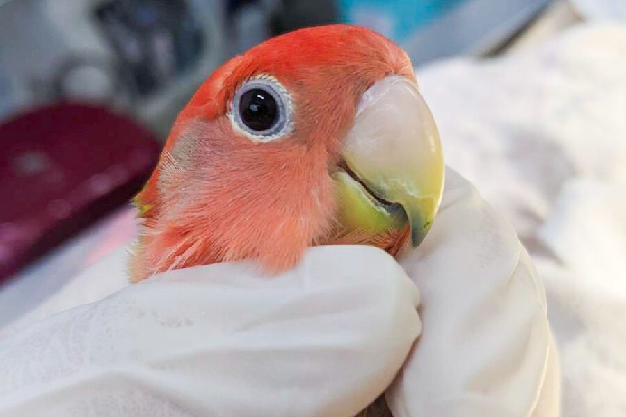 鸚鵡疑遭棄養動物園 北市動物園：愛牠請不要拋棄牠
