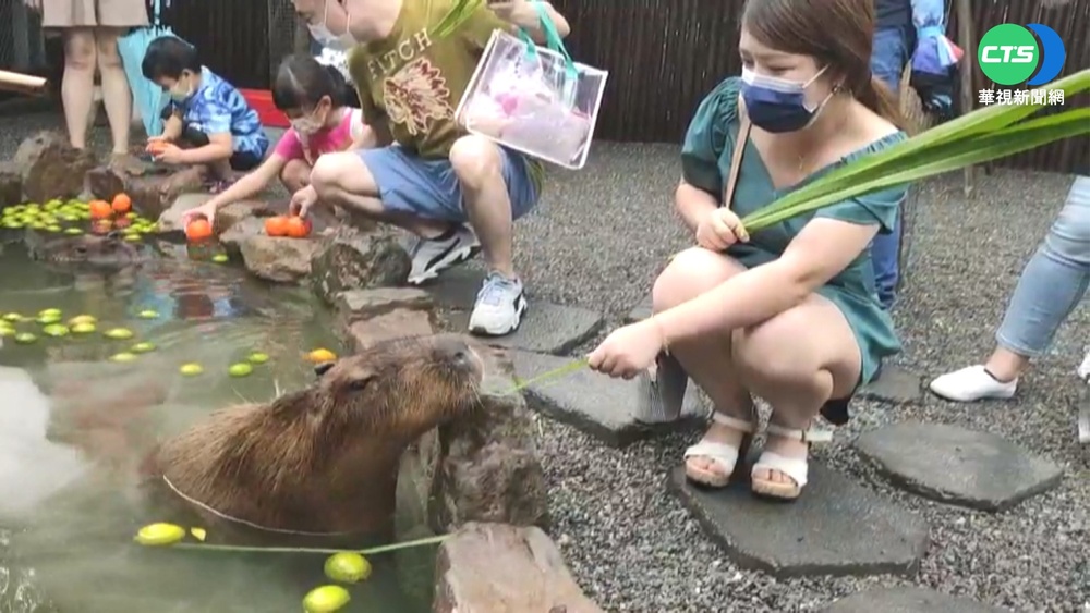 陳時中挺生命！「世界動物日」前夕提5大項動物友善政見